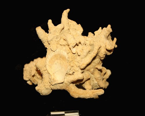 turbicellepora avicularis ?